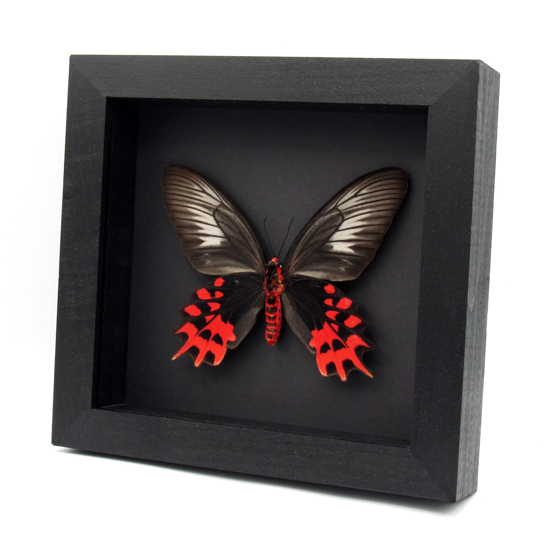 Real XL Vampire butterfly framed taxidermy - Atrophaneura semperi albofasciata - female