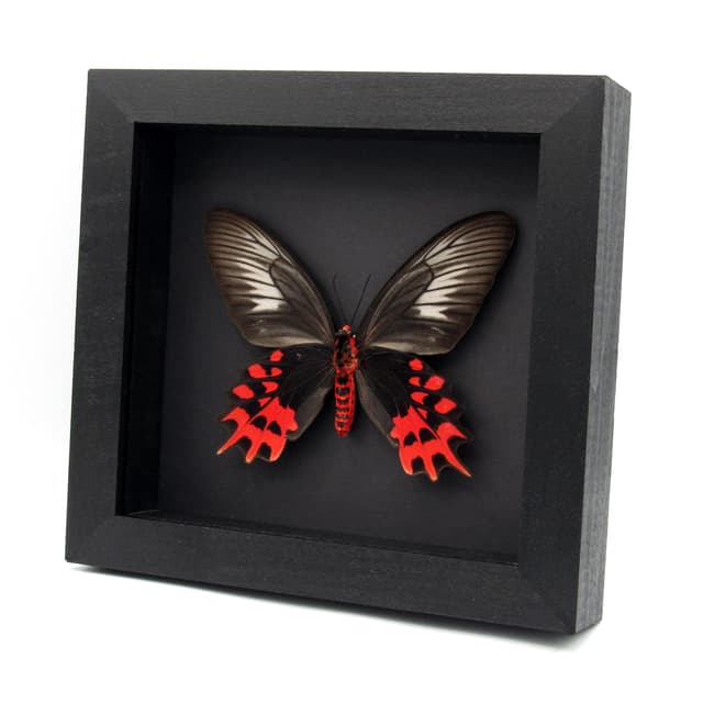 Real XL Vampire butterfly framed taxidermy - Atrophaneura semperi albofasciata - female