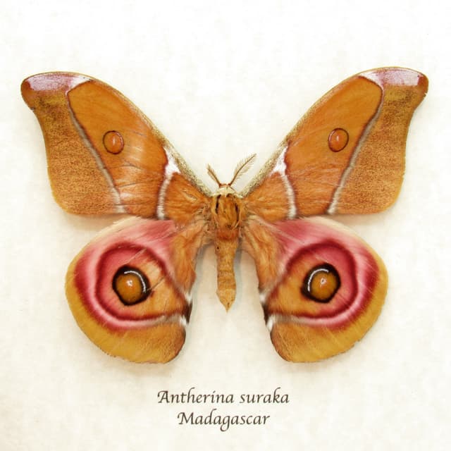 Real Madagascar Bullseye moth framed taxidermy - Antherina suraka