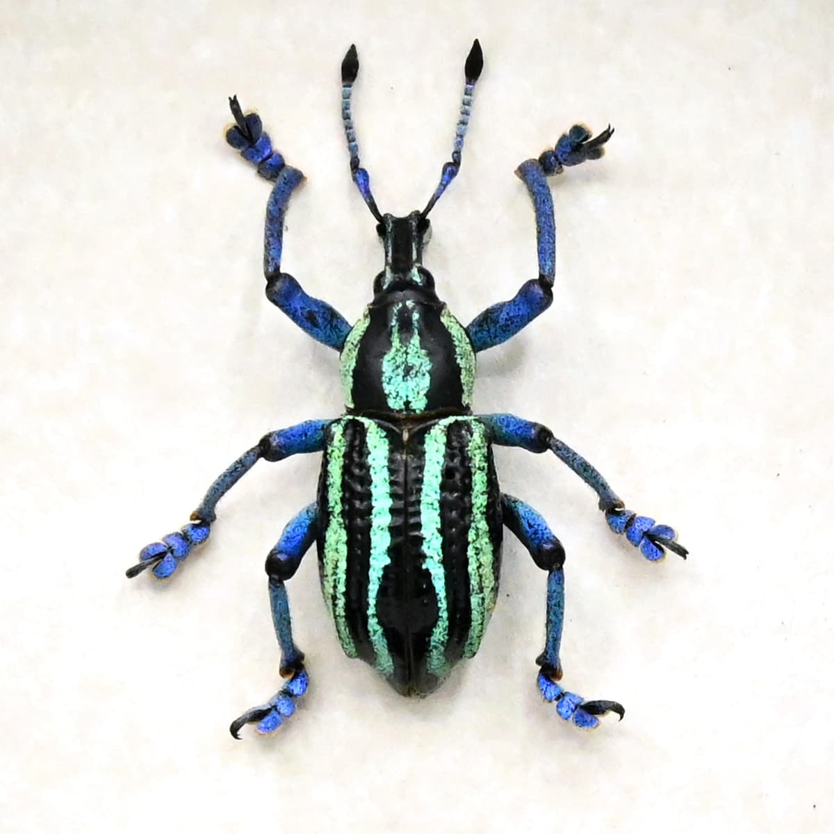 Rare Weevil beetle framed taxidermy - Eupholus waigeuensis