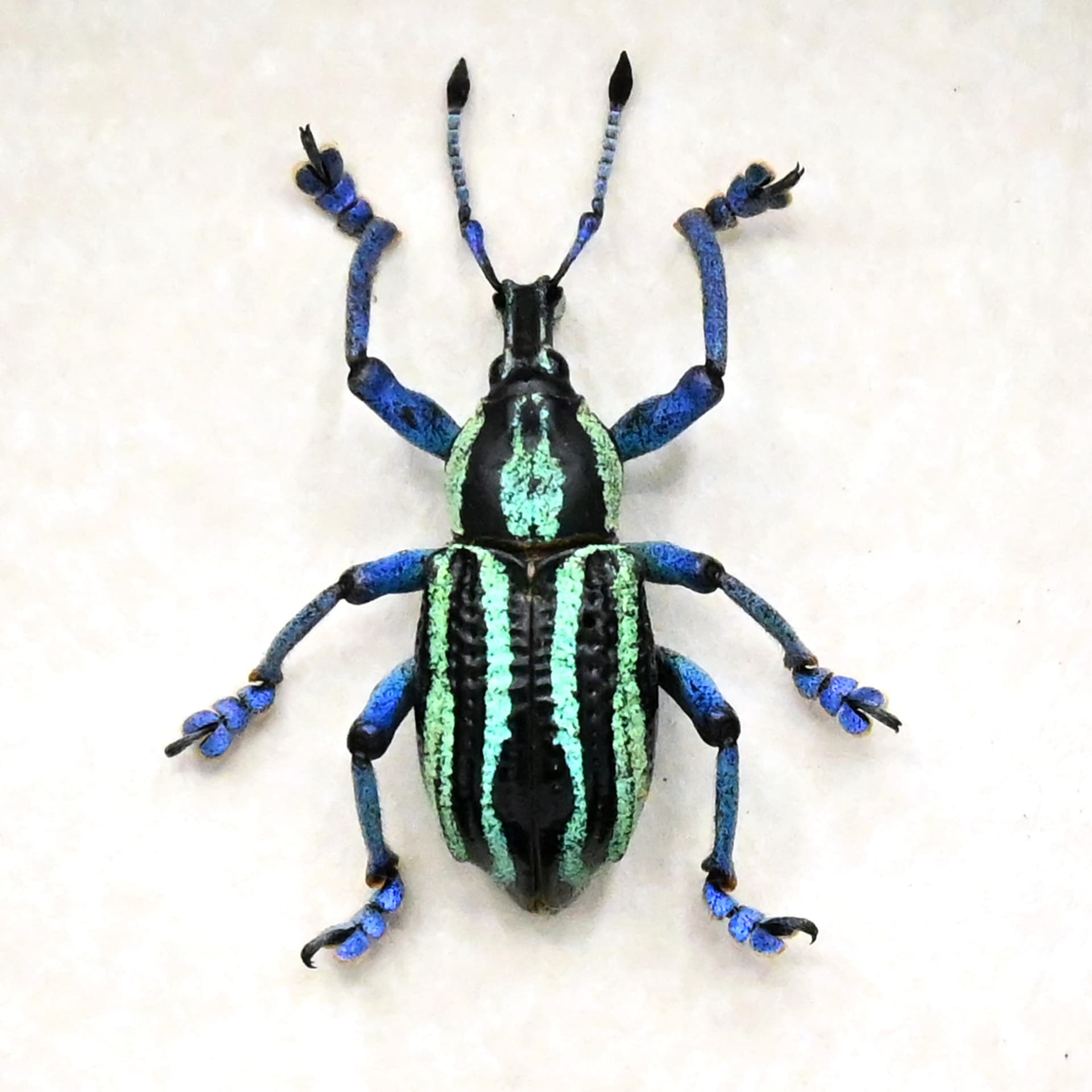 Rare Weevil beetle framed taxidermy - Eupholus waigeuensis