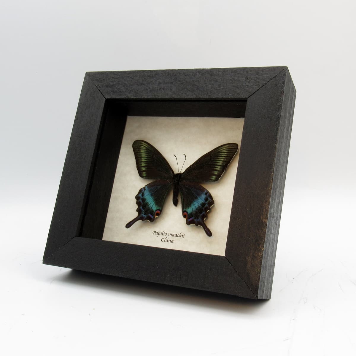 Real Alpine Black Swallowtail framed taxidermy - Papilio maackii