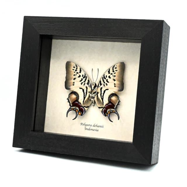 Stunning rare butterfly framed taxidermy - Polyura dehanii
