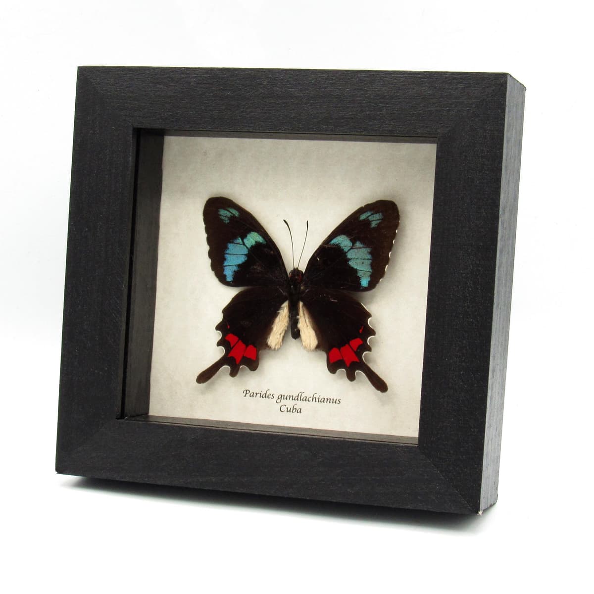 Very rare real blue Cattleheart butterfly framed taxidermy - Parides gundlachianus - minor damage