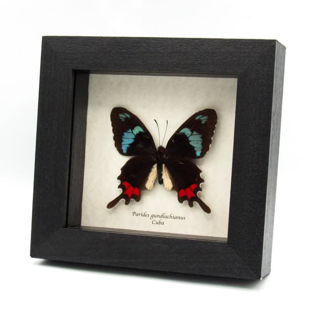 Very rare real blue Cattleheart butterfly framed taxidermy - Parides gundlachianus - minor damage