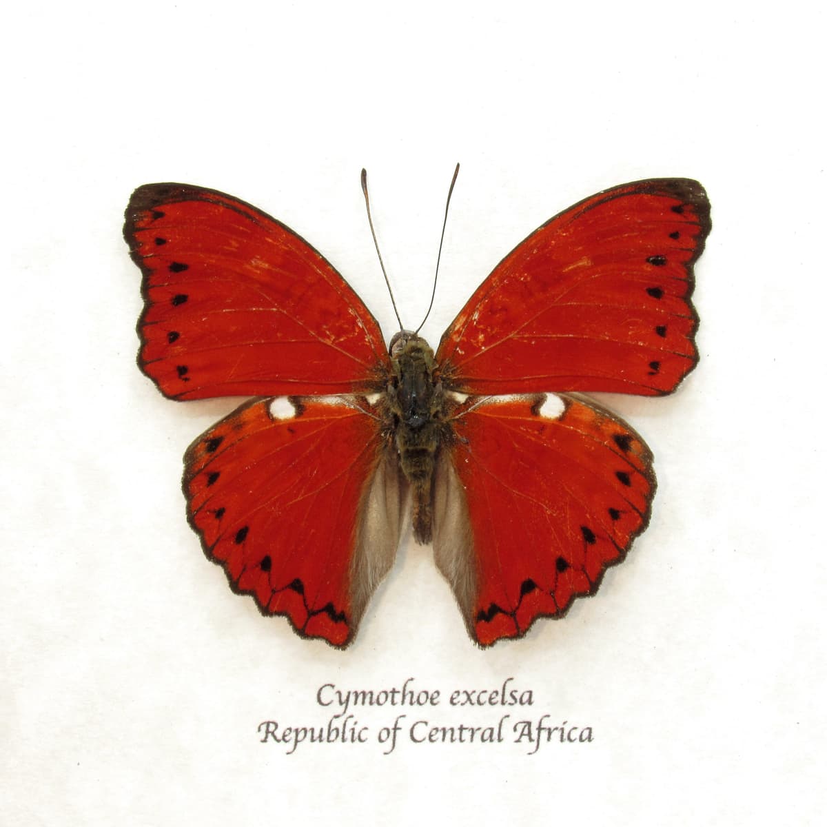 Real Red Glider butterfly framed taxidermy - Cymothoe excelsa