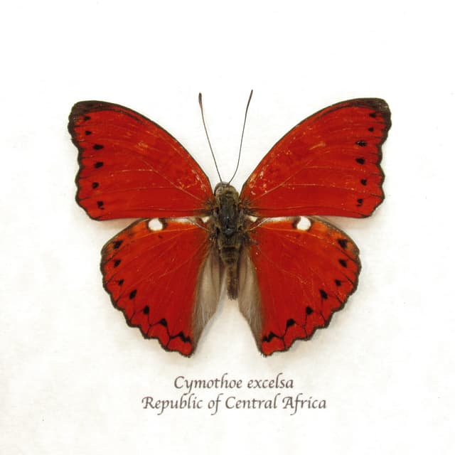 Real Red Glider butterfly framed taxidermy - Cymothoe excelsa