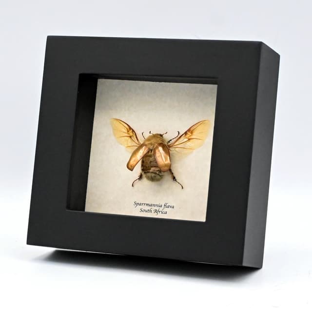Rare Woolly Leaf Chafer beetle framed specimen - Sparrmannia flava
