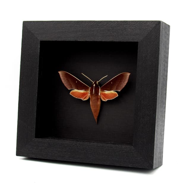 Real White-edged Hunter Hawkmoth framed taxidermy - Theretra pallicosta