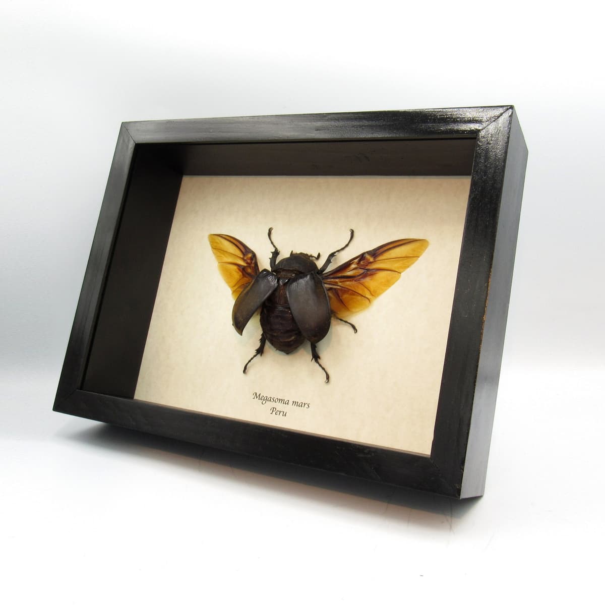 Real XL Rhinoceros beetle framed taxidermy - Megasoma mars - female