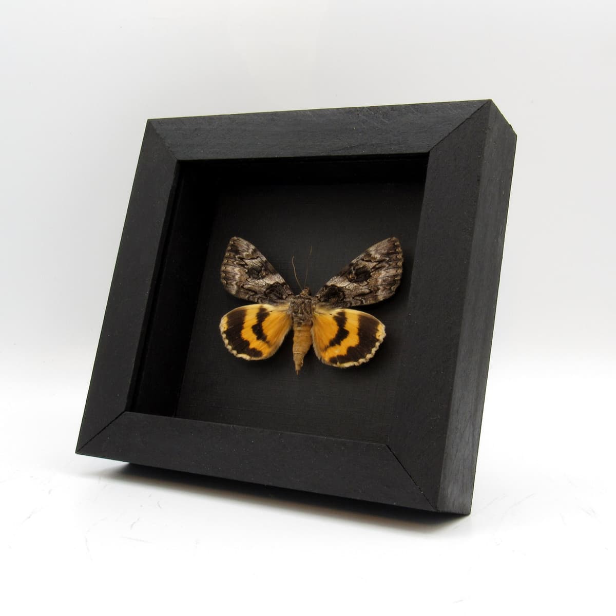 Real yellow Underwing moth framed taxidermy - Catocala desdemona