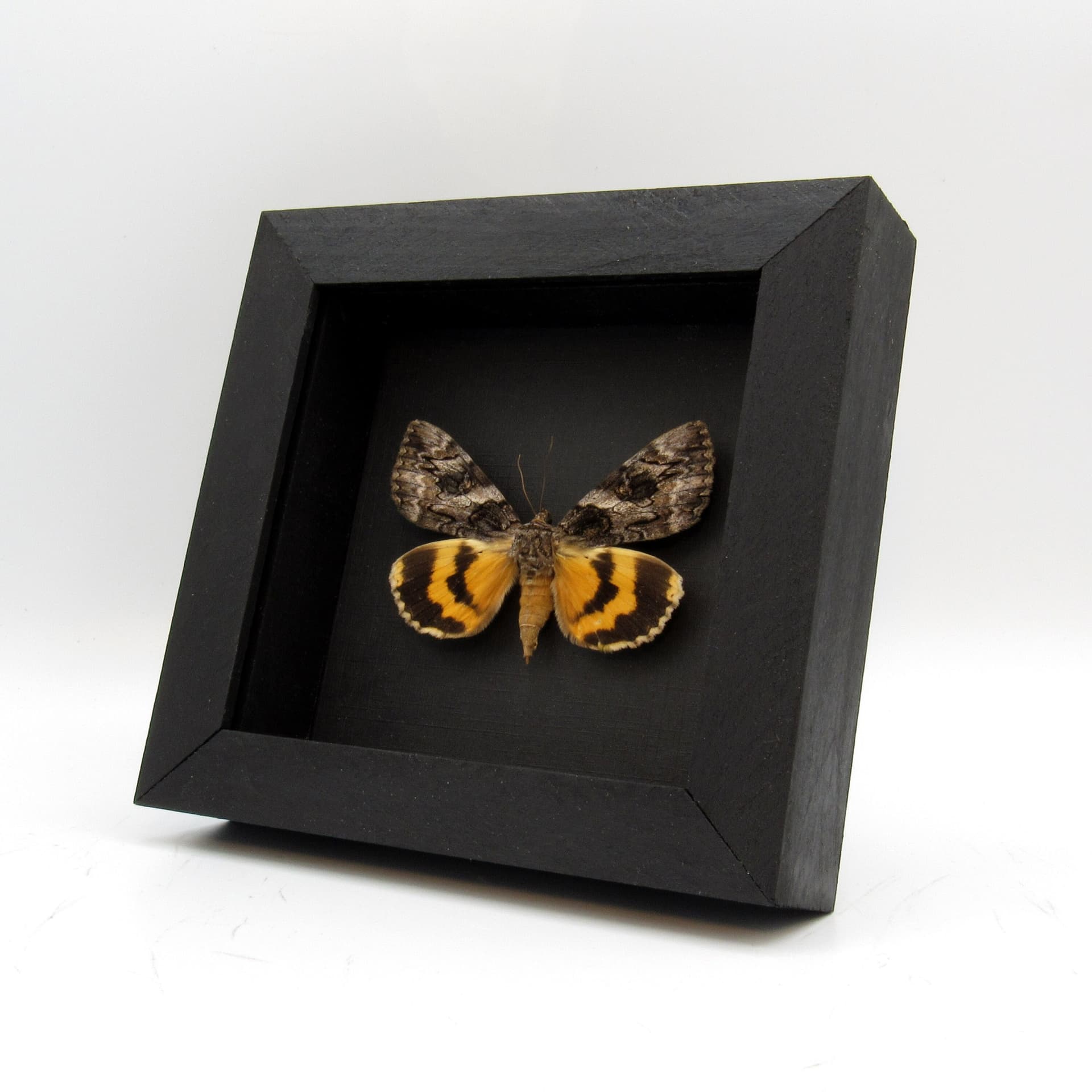 Real yellow Underwing moth framed taxidermy - Catocala desdemona