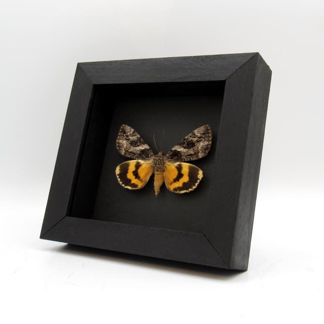 Real yellow Underwing moth framed taxidermy - Catocala desdemona