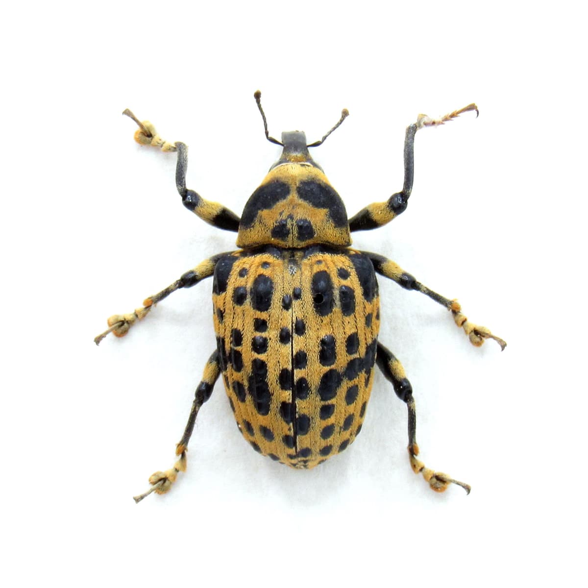 Real Weevil framed beetle taxidermy - Curculionidae species