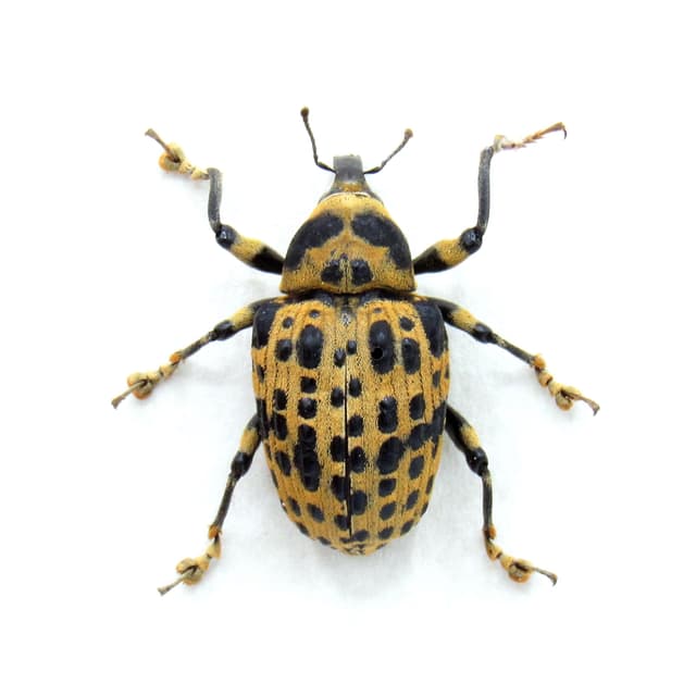 Real Weevil framed beetle taxidermy - Curculionidae species