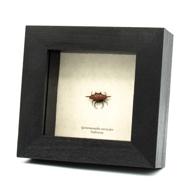 Real Spiny Orb Weaver spider framed taxidermy - Gasteracantha versicolor