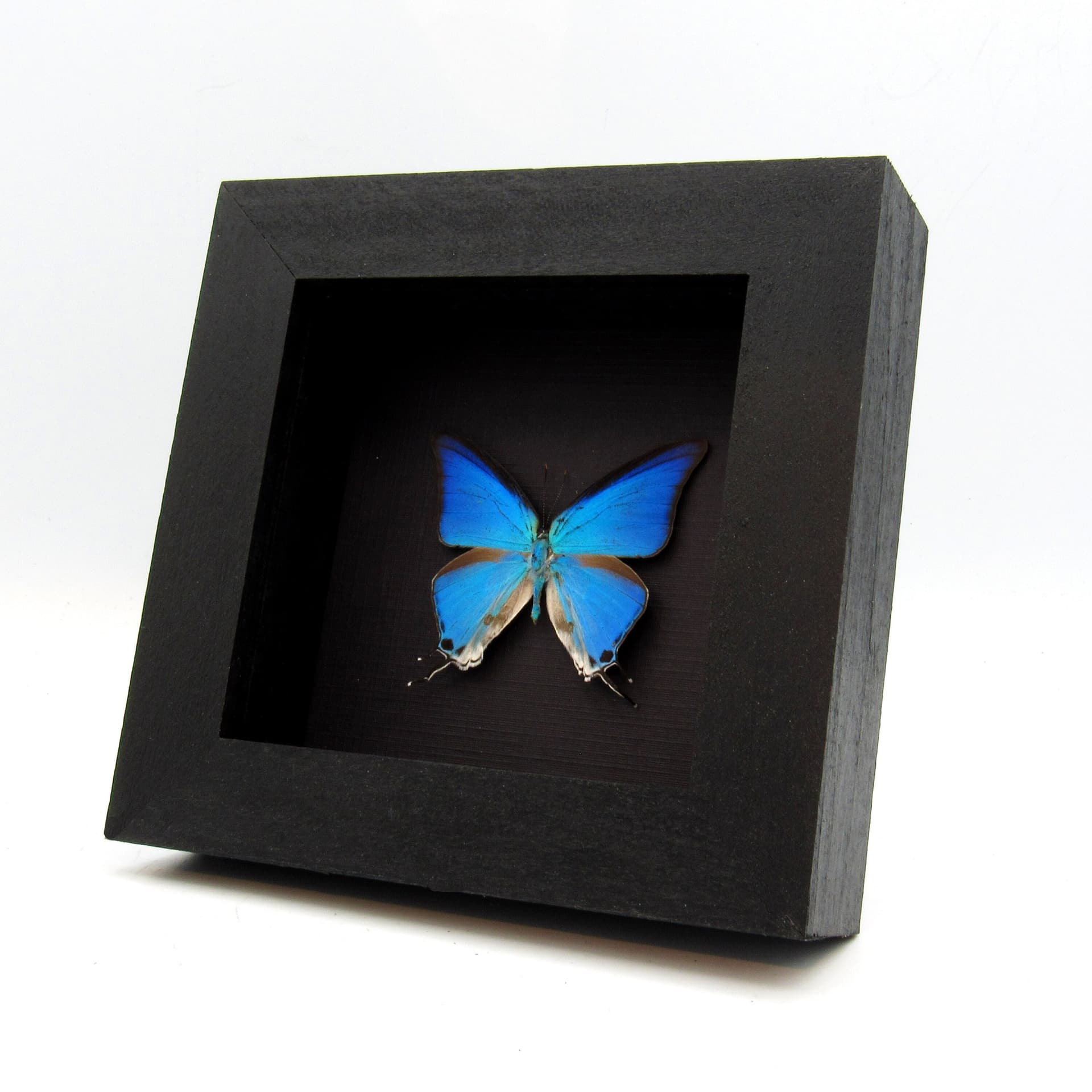 Real blue butterfly framed taxidermy - Pseudolycaena marsyas