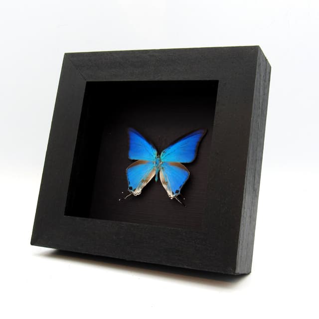 Real blue butterfly framed taxidermy - Pseudolycaena marsyas