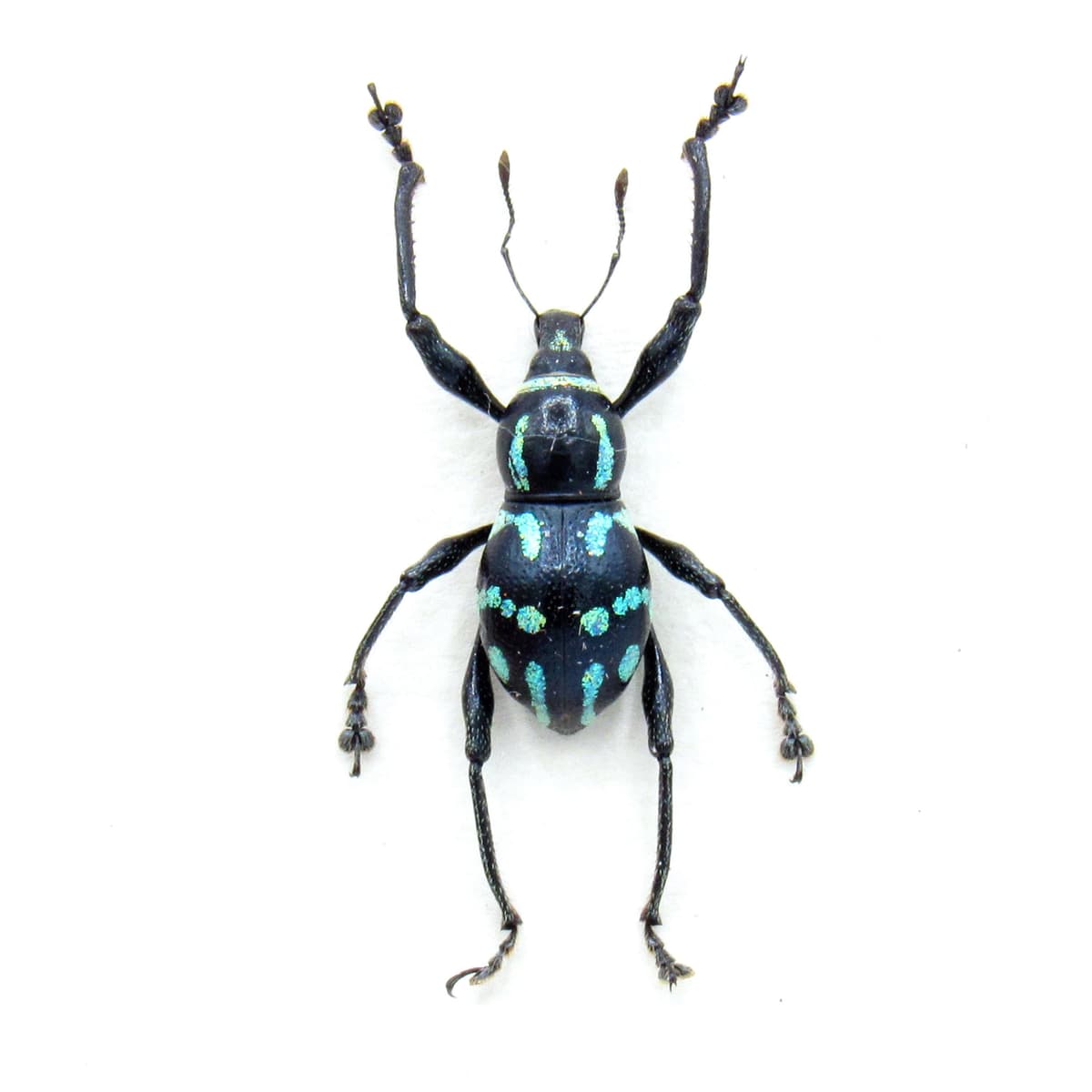 WEEVIL MANIA - Real blue beetle framed taxidermy - Metapocyrtus lindabonus
