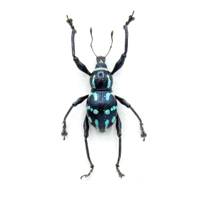 WEEVIL MANIA - Real blue beetle framed taxidermy - Metapocyrtus lindabonus