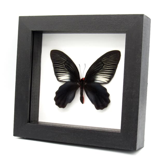 Real Black Batwing butterfly framed taxidermy - Atrophaneura varuna