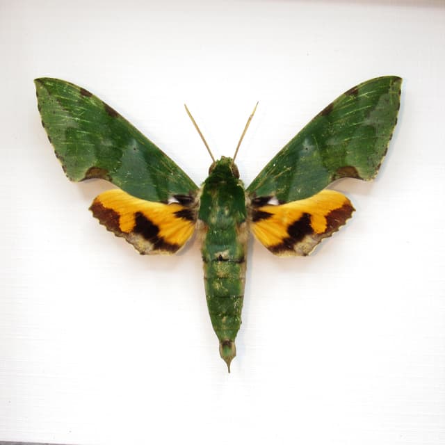 Real Green Sphinx moth framed taxidermy - Euchloron megaera