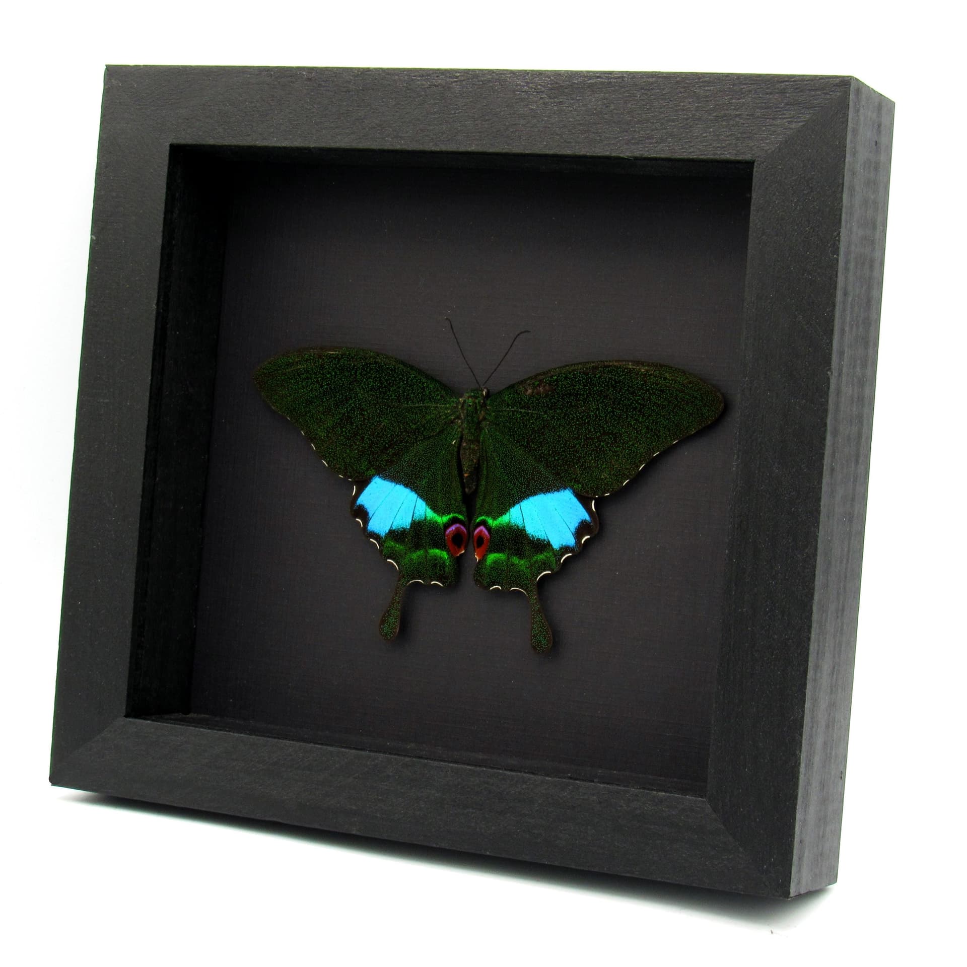 Large female Jungle Jade butterfly framed - Papilio karna - large female - Victorian mount