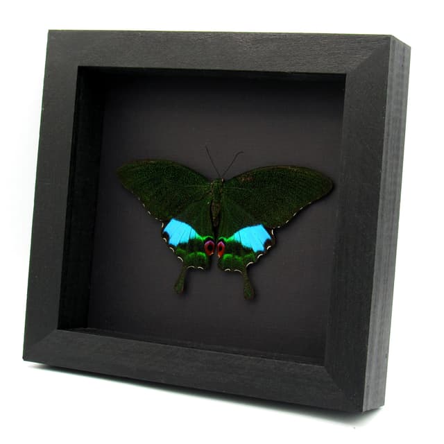 Large female Jungle Jade butterfly framed - Papilio karna - large female - Victorian mount
