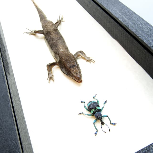 The Chase!  Real framed lizard chasing a beetle