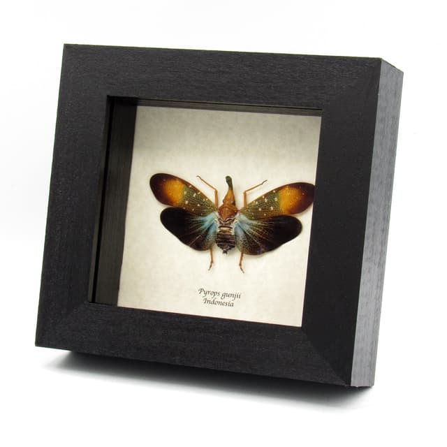 Real Blue Lanternfly framed taxidermy - Pyrops gunjii