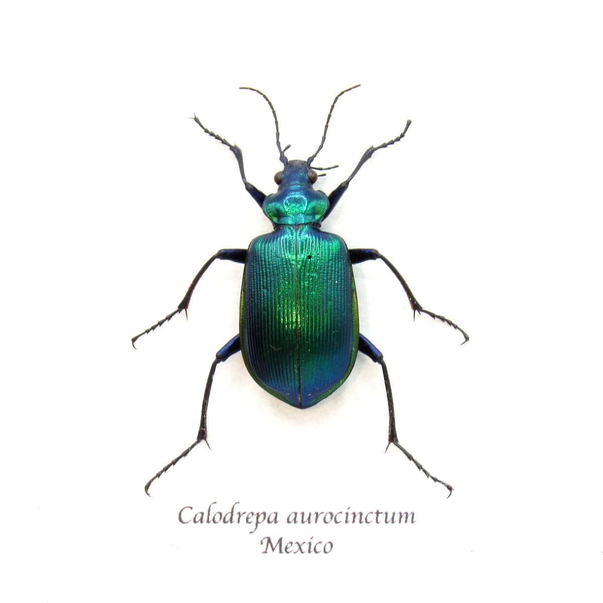 Real metallic Caterpillar Hunter beetle framed taxidermy - Calodrepa aurocinctum