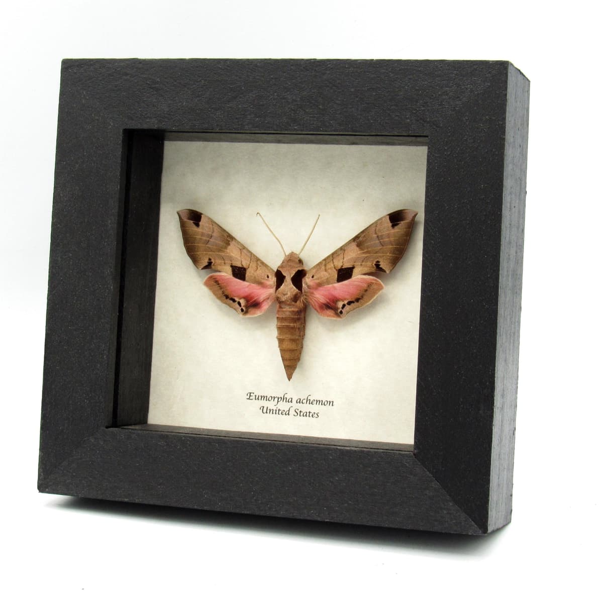 Real pink Achemon Sphinx moth framed - Eumorpha achemon