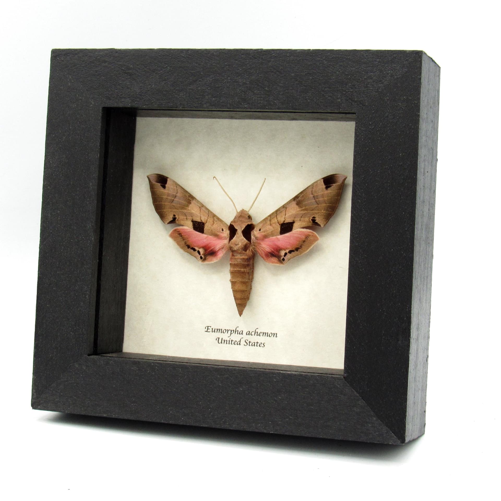 Real pink Achemon Sphinx moth framed - Eumorpha achemon