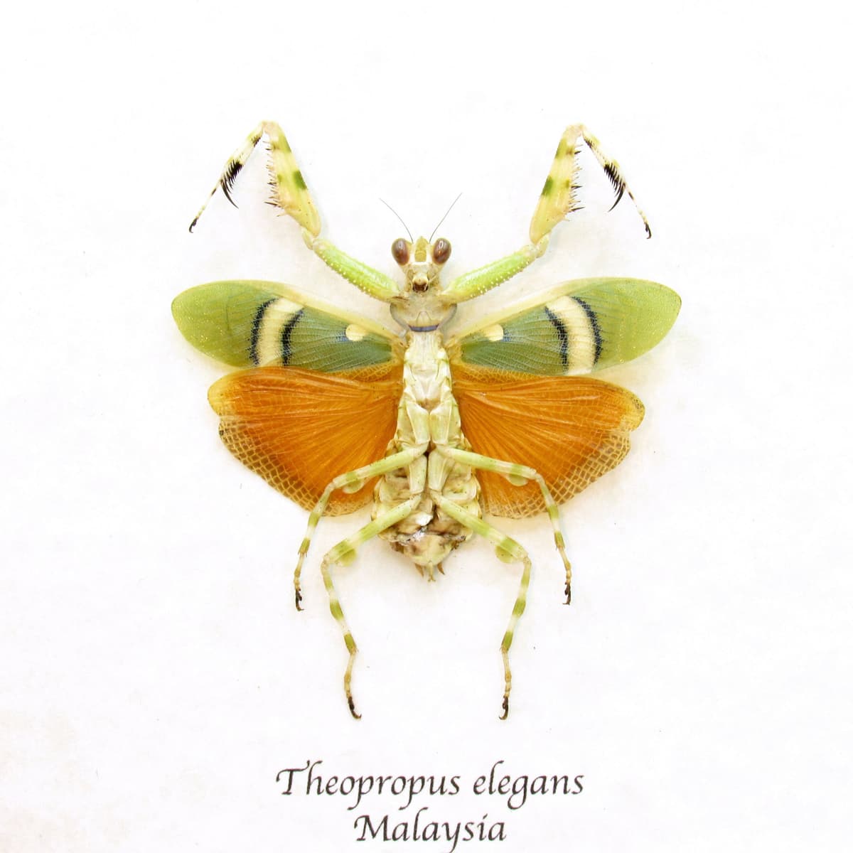 Rare Orange Banded Flower Mantis framed taxidermy - Theopropus elegans - female