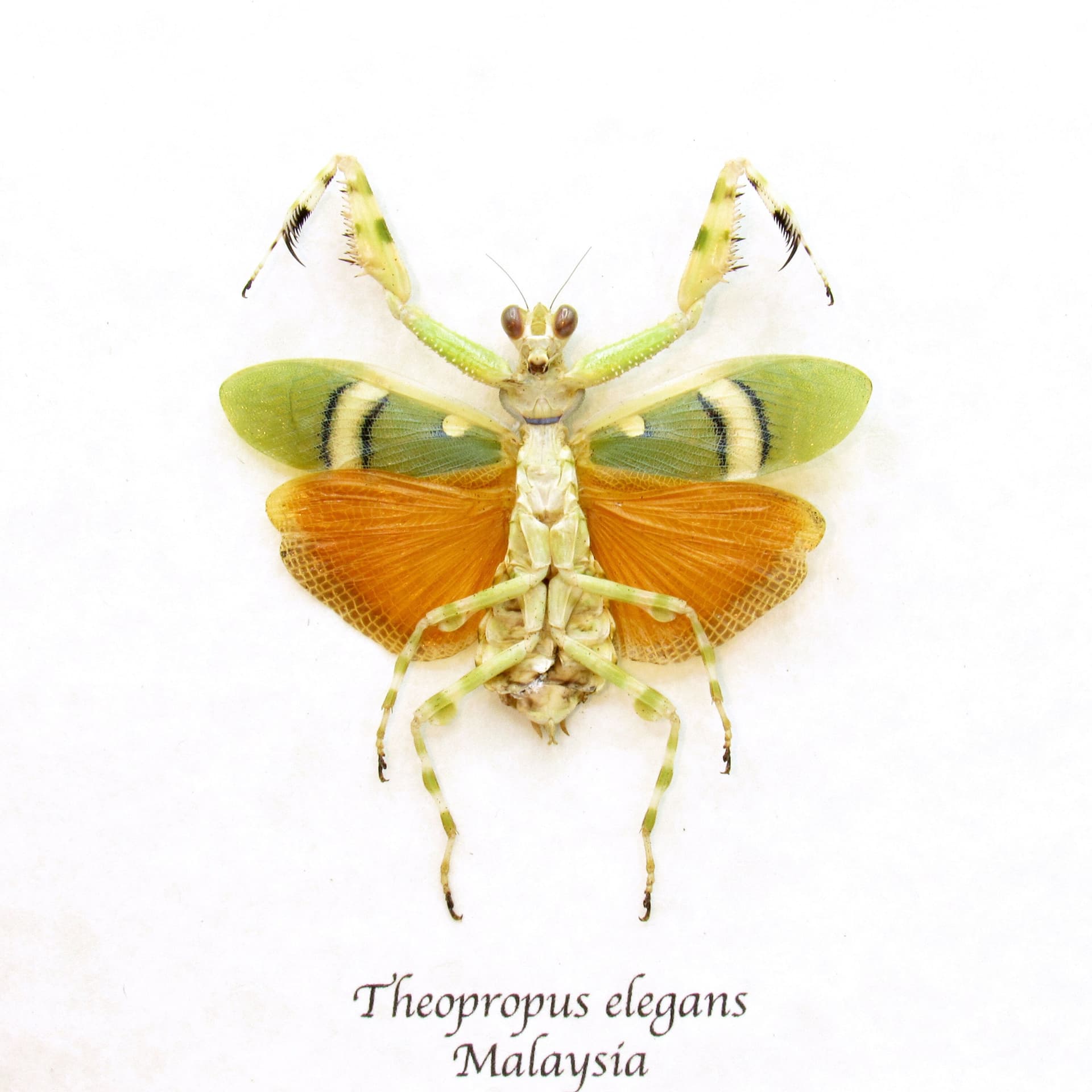 Rare Orange Banded Flower Mantis framed taxidermy - Theopropus elegans - female