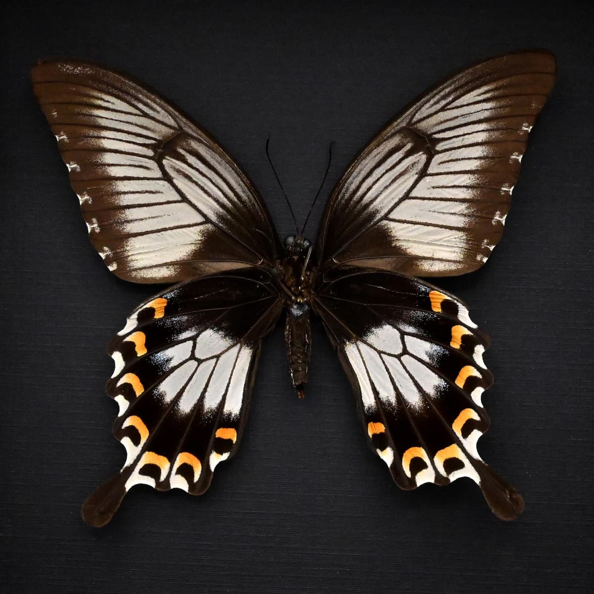 Real giant swallowtail butterfly framed taxidermy - Papilio ascalaphus fukuyama - large female