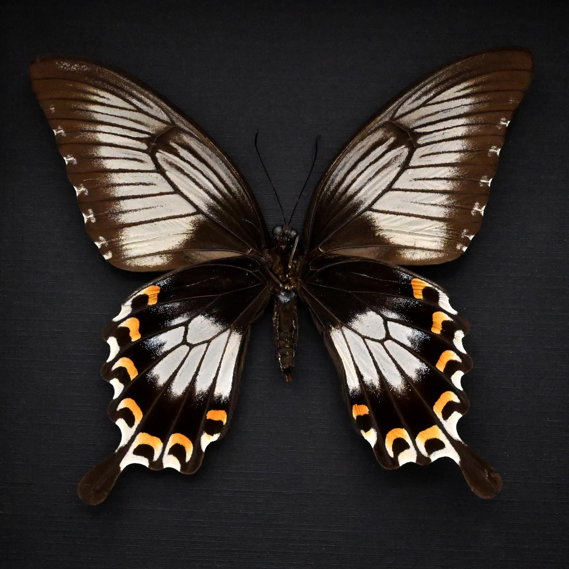 Real giant swallowtail butterfly framed taxidermy - Papilio ascalaphus fukuyama - large female