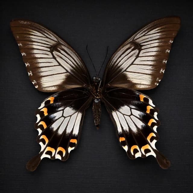 Real giant swallowtail butterfly framed taxidermy - Papilio ascalaphus fukuyama - large female