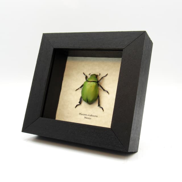 Large scarab beetle framed taxidermy - Plusiotis erubescens - female