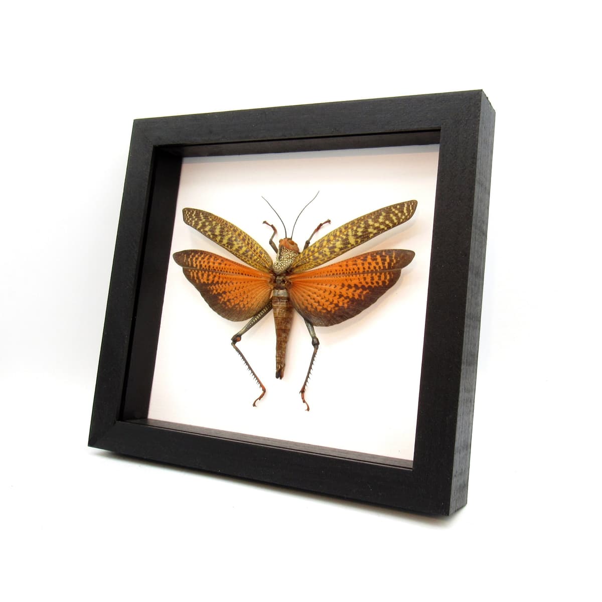 Real Giant framed grasshopper taxidermy - Tropidacris dux - XL female