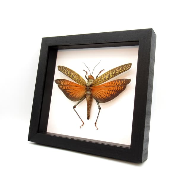 Real Giant framed grasshopper taxidermy - Tropidacris dux - XL female