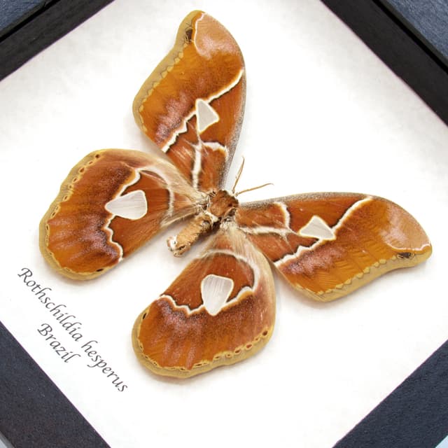 Real large Saturn moth framed taxidermy - Rothschildia hesperus