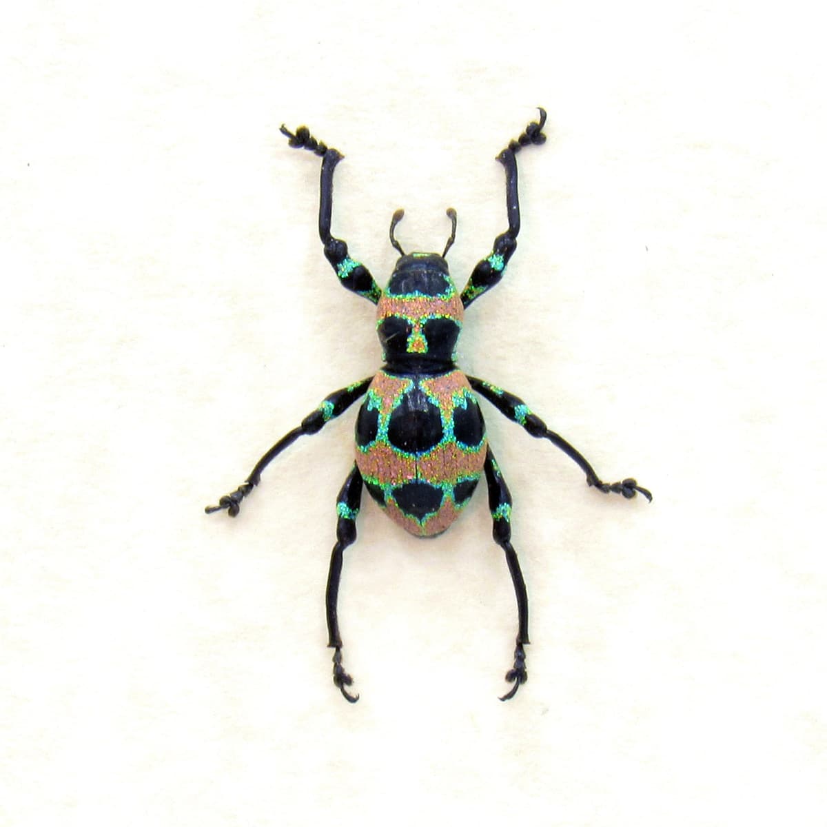 WEEVIL MANIA - Real glittering pink beetle framed taxidermy - Pachyrhynchus orbifer