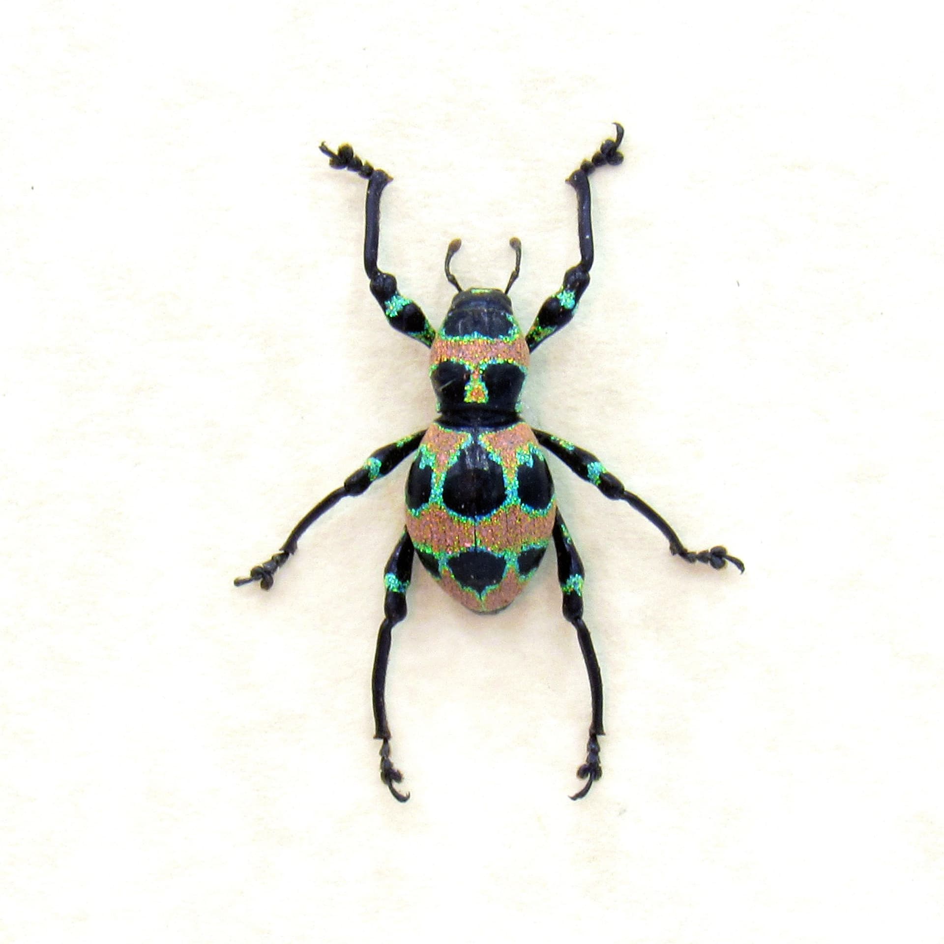WEEVIL MANIA - Real glittering pink beetle framed taxidermy - Pachyrhynchus orbifer