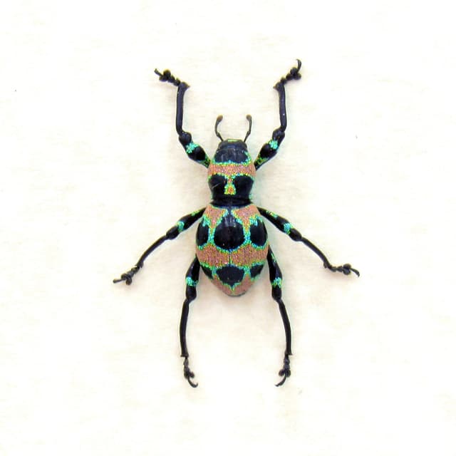 WEEVIL MANIA - Real glittering pink beetle framed taxidermy - Pachyrhynchus orbifer