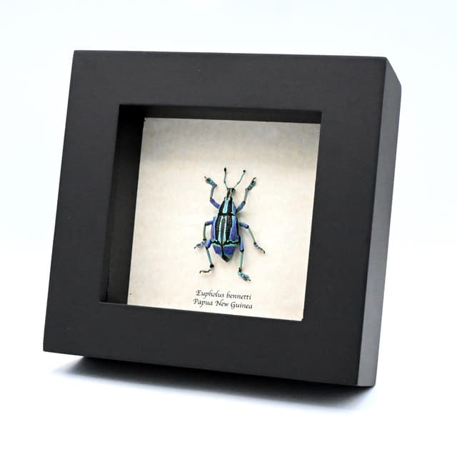Rare blue and green Weevil framed taxidermy - Eupholus bennetti - special color form