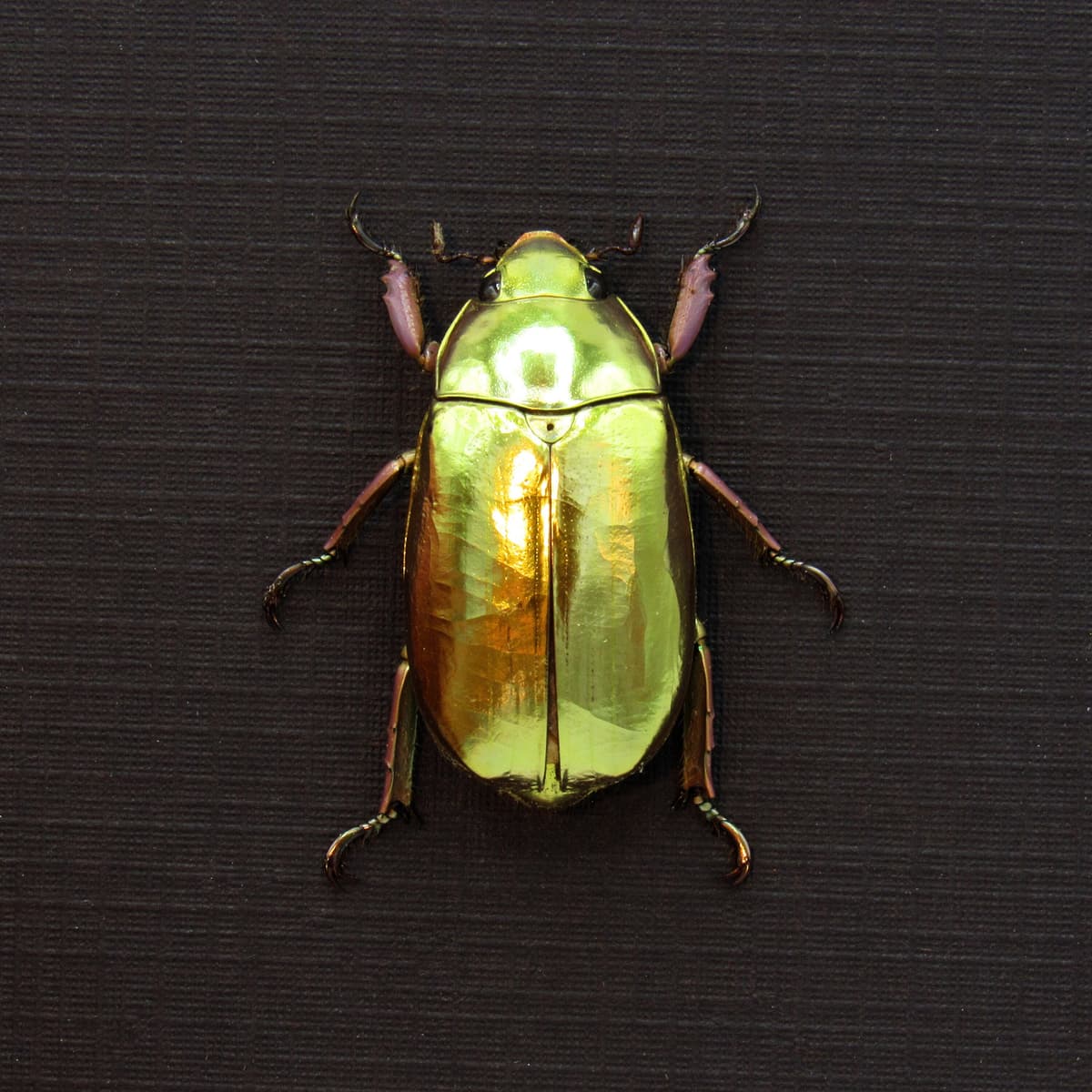 Very rare real Jewel beetle framed taxidermy - Chrysina chrysargyrea - gold form!