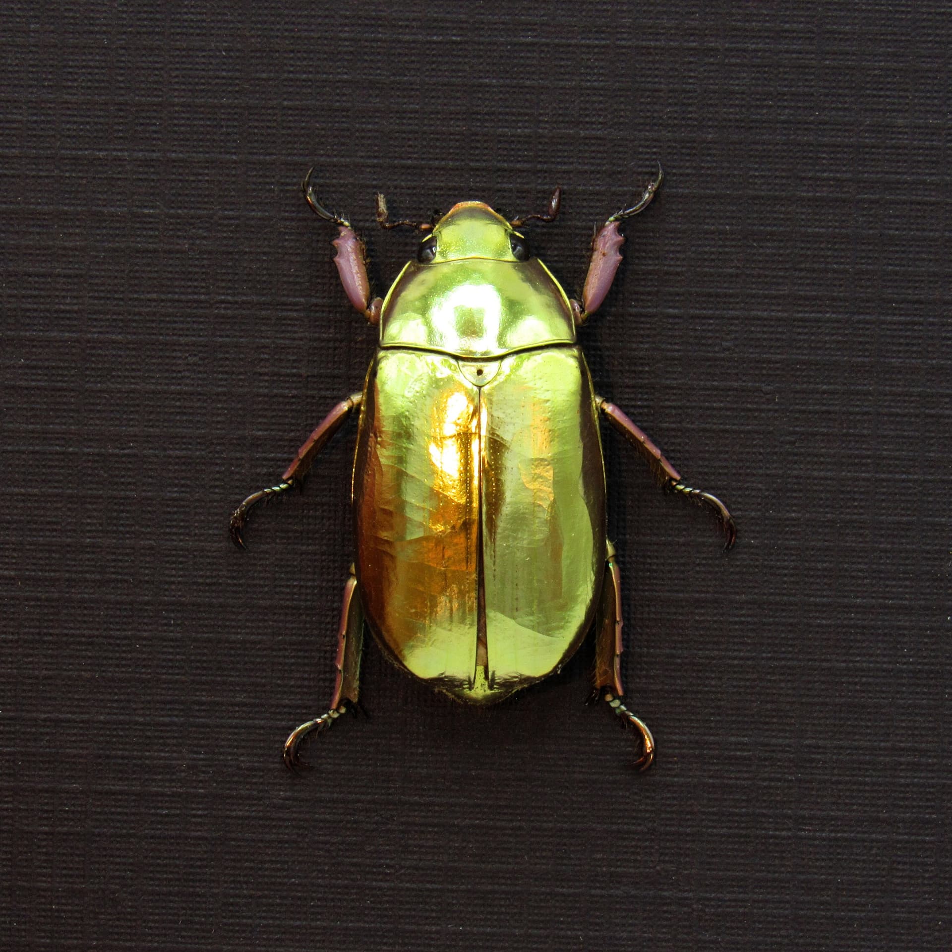 Very rare real Jewel beetle framed taxidermy - Chrysina chrysargyrea - gold form!