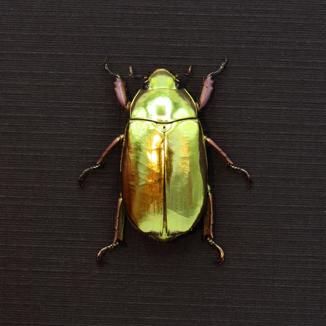 Very rare real Jewel beetle framed taxidermy - Chrysina chrysargyrea - gold form!