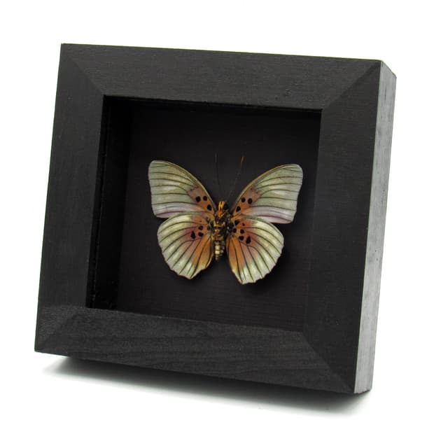 Real Forester butterfly framed taxidermy - Euphaedra edwardsii